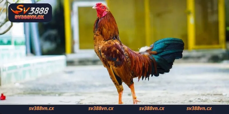 Có nên tin vào cách xem màu mạng gà đá hay không?