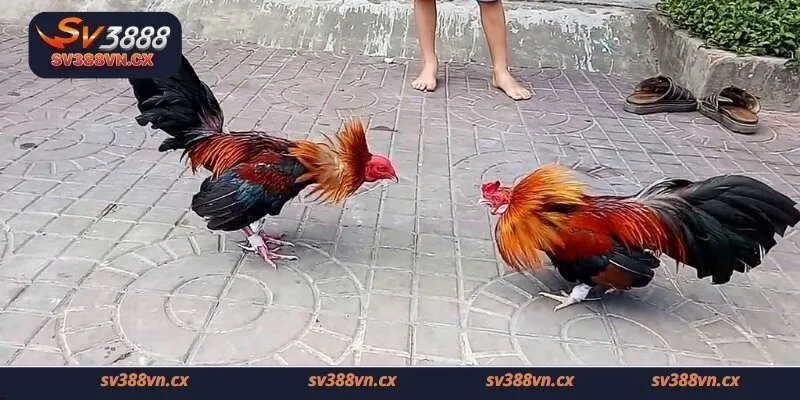 Sự hấp dẫn của trò chơi đá gà bình luận