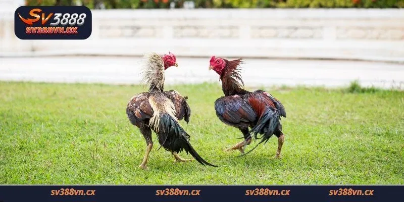 Đôi nét về đá gà Campuchia