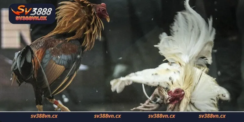 Các hình thức đá gà hôm nay tại nhà cái SV388