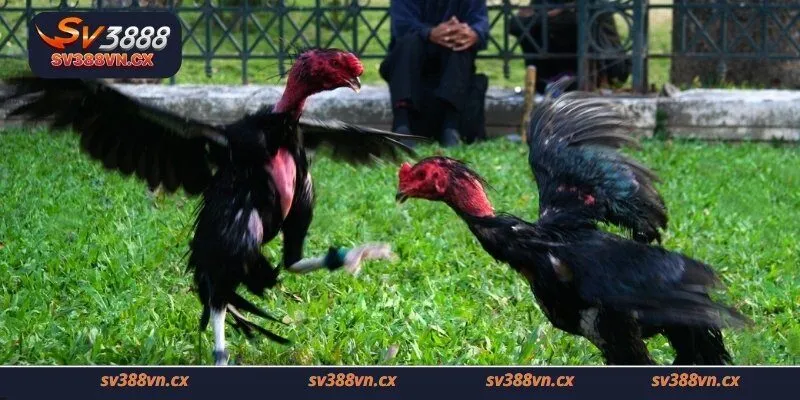 Giới thiệu về Đá gà Sv388