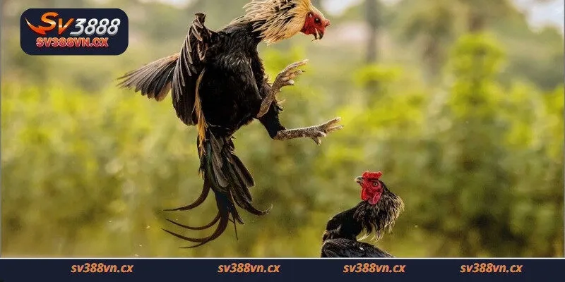 Đá gà hôm nay với những trận đấu gà cựa sắt lôi cuốn