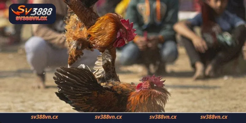 Tìm hiểu đôi nét về đá gà chọi
