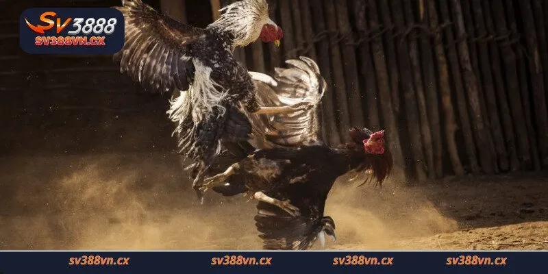 Những điểm hấp dẫn của trò chơi đá gà chọi trực tiếp