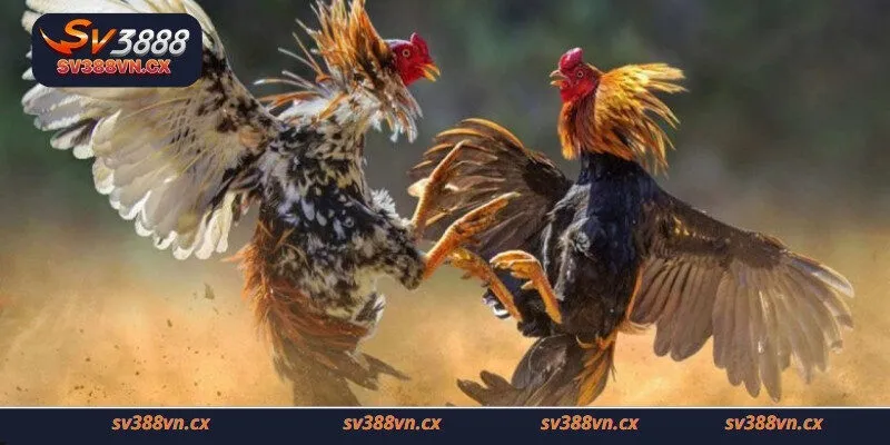 Hướng dẫn cách chơi đá gà chọi cho người mới bắt đầu