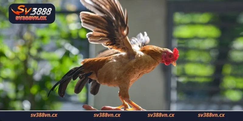 Tìm hiểu đá gà tre là gì