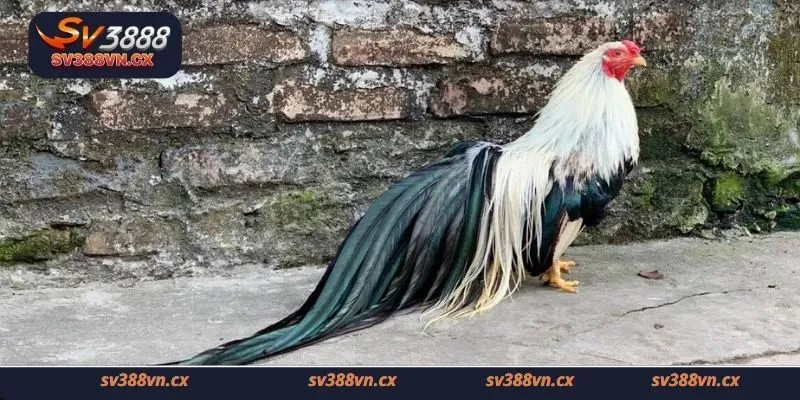 Những loại đá gà tre phổ biến