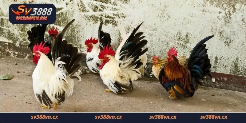 Cách lựa chọn gà tre hiệu quả