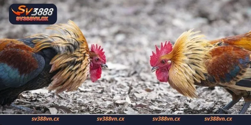 Các loại hình cá cược chơi đá gà trực tuyến hiện nay