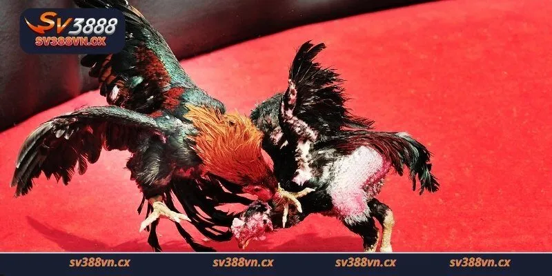 Game đá gà Sv388 được ưa chuộng là vì lý do gì?