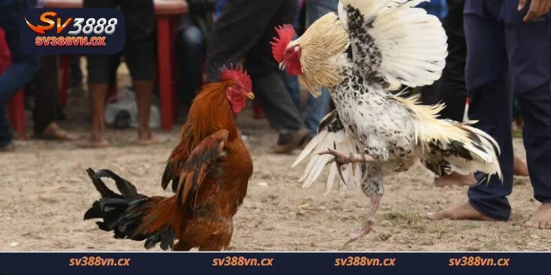 Kèo đá gà trực tiếp là gì?