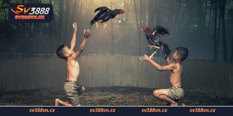 Ưu điểm độc đáo của kèo đá gà trực tiếp