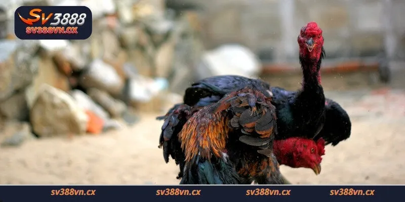 Lịch đá gà thomo – Nền tảng tin cậy cho người chơi