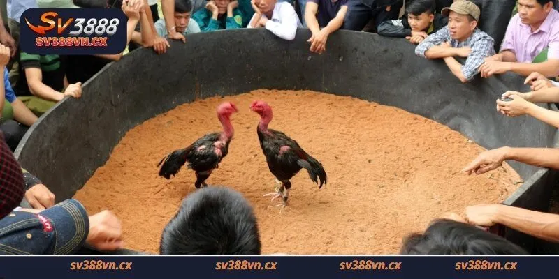 Lịch đá gà thomo tăng cơ hội chiến thắng và giảm rủi ro