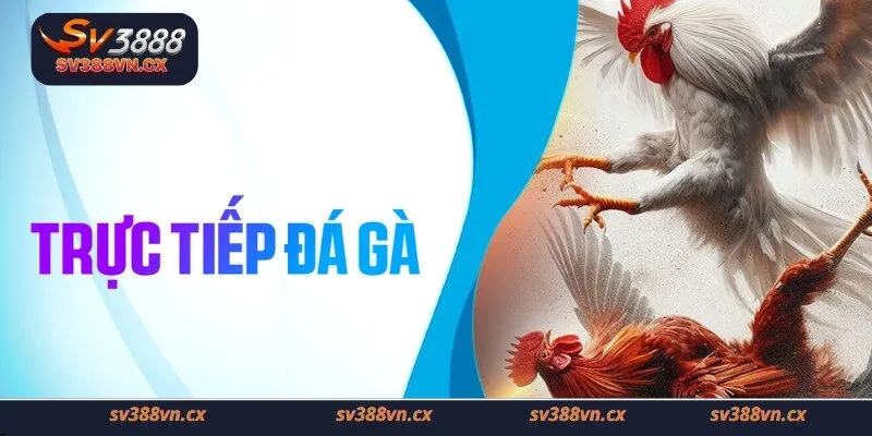 Những loại kèo trực tiếp đá gà phổ biến hiện nay