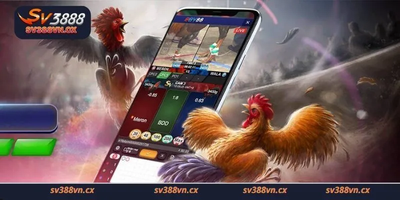 Trực tiếp đá gà đòn